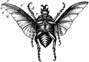 grand scarabée, ancien illustration. vecteur