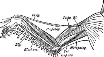 OIE aile, ancien illustration. vecteur