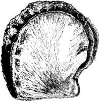 coquille d'huître, illustration vintage. vecteur
