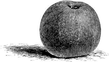 reinette grise Pomme ancien illustration. vecteur