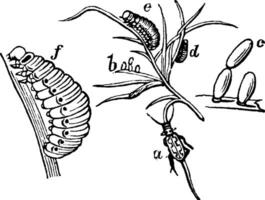 coléoptère de l'asperge, illustration vintage. vecteur