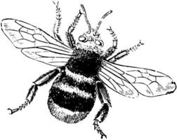 humble abeille, ancien illustration. vecteur