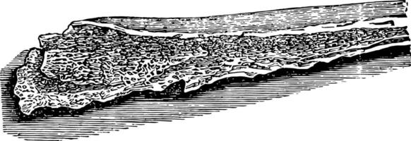 terreux portion de os, ancien illustration. vecteur
