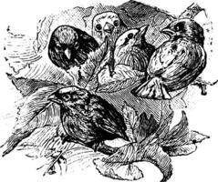 cinq des oiseaux, ancien illustration. vecteur