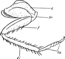 cafard jambe, ancien illustration vecteur