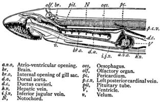 traverser section vue de une mer lamproie, ancien illustration. vecteur