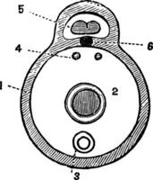 transversal section de une vertébré, ancien illustration. vecteur