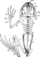 squelette de grenouille, illustration vintage vecteur
