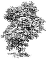 aralia chinensis ancien illustration. vecteur