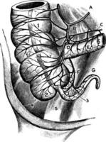 artériel du sang la fourniture de le caecum et annexe, ancien illustration. vecteur