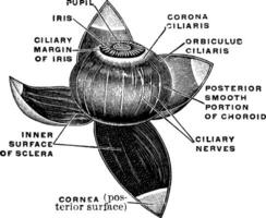 vasculaire manteau de le œil, ancien illustration. vecteur