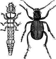 tigre scarabée et les larves, ancien illustration. vecteur