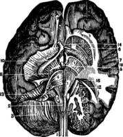 cours de le spinal moelle, ancien illustration vecteur