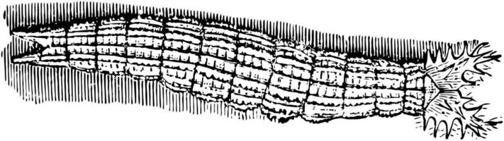 empereur papillon larve, ancien illustration. vecteur