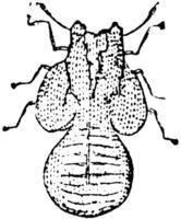 larve de psylle pyrisuga, ancien illustration. vecteur