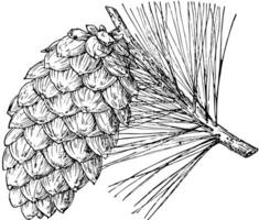 pin cône de souple pin ancien illustration. vecteur