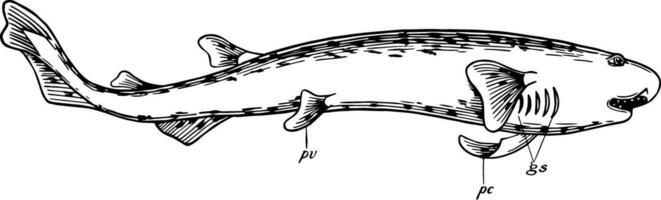 chien de mer, ancien illustration. vecteur