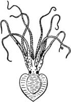 pinnoctopus cordiforme, ancien illustration. vecteur
