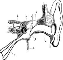 méat et Eustache tube de le oreille, ancien illustration. vecteur