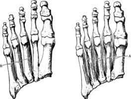 interosseux muscles de le pied, ancien illustration. vecteur