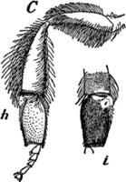 jambes de le humble abeille, ancien illustration. vecteur