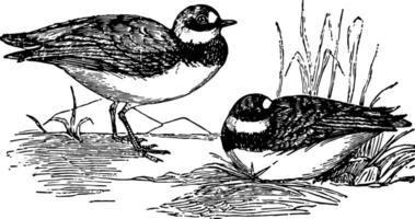 commun dotterel, ancien illustration. vecteur