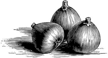 noir bourjassotte figues ancien illustration. vecteur