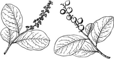 branche de cocoloba laurifolia ancien illustration. vecteur