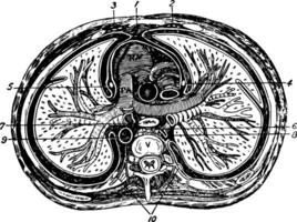transversal section de le thorax, ancien illustration vecteur