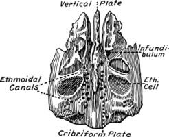 ethmoïde os, ancien illustration. vecteur