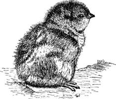 Jeune grouse, ancien illustration. vecteur