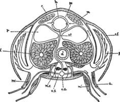 cray poisson, ancien illustration. vecteur