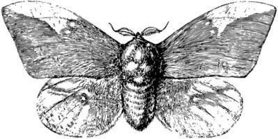 impérial papillon, ancien illustration. vecteur