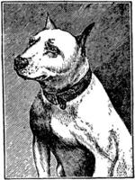 taureau terrier, ancien illustration. vecteur