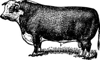 hereford taureau, ancien illustration. vecteur