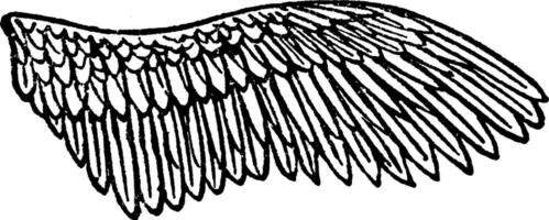 rouge pattes perdrix aile, ancien illustration. vecteur