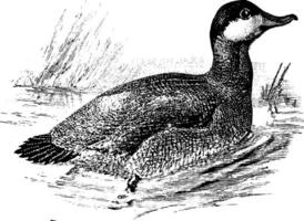 rouge canard, ancien illustration. vecteur