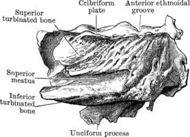 section de le ethmoïde, ancien illustration. vecteur