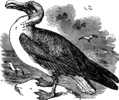 errant albatros, ancien illustration. vecteur