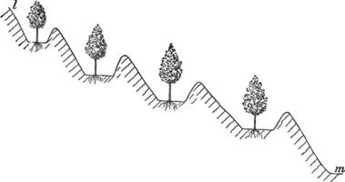 irrigation avec vérifier les digues, ancien illustration. vecteur