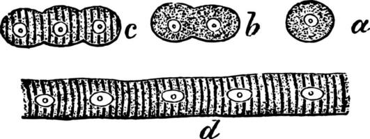 le développement de musclé les fibres de cellules, ancien illustration. vecteur