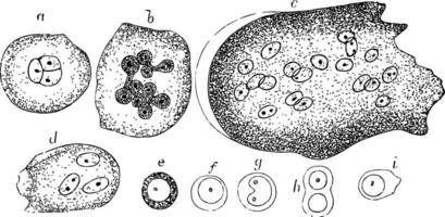 cellules de le rouge moelle, ancien illustration vecteur