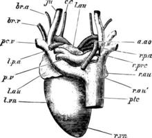 Pigeon cœur, ancien illustration vecteur