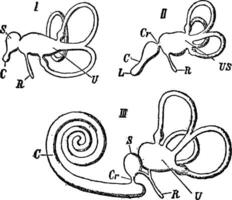 interne oreille de les vertébrés, ancien illustration vecteur