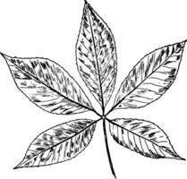 Buckeye feuille ancien illustration. vecteur