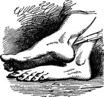 pieds, ancien illustration vecteur