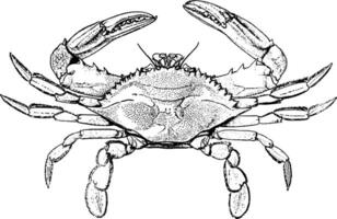 bleu crabe, ancien illustration. vecteur