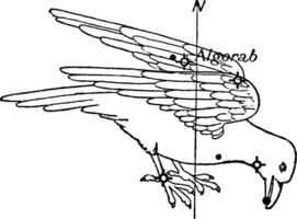 corvus constellation ancien illustration. vecteur