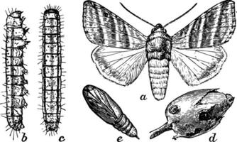 vrai bourgeon ver, ancien illustration. vecteur