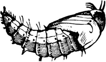 voleur mouche pupe, ancien illustration. vecteur